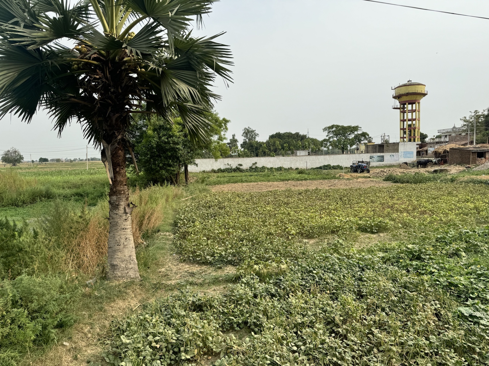 Bazidpur fields and water tower